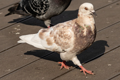 Columba livia