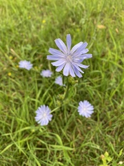 Cichorium intybus