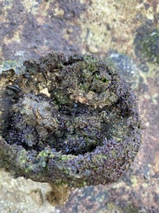 Pyura praeputialis