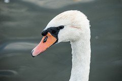Cygnus olor