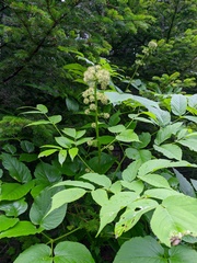Aralia cordata sachalinensis