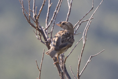 Passer hispaniolensis