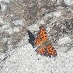 Polygonia c-album