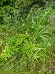 Hemerocallis middendorffii