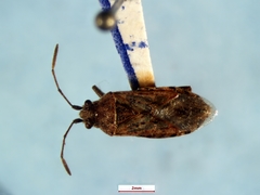 Stictopleurus punctiventris