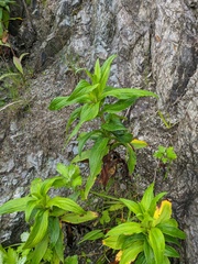 Arnica sachalinensis