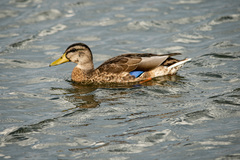 Anas platyrhynchos