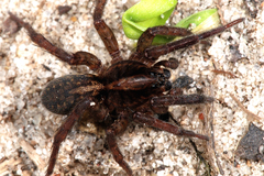 Trochosa spinipalpis