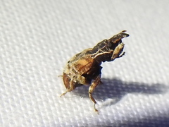 Conotrachelus anaglypticus