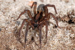 Trochosa spinipalpis