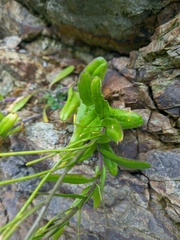 Arabis stelleri
