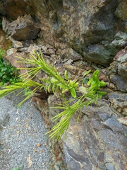 Arabis stelleri