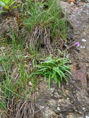 Dianthus superbus