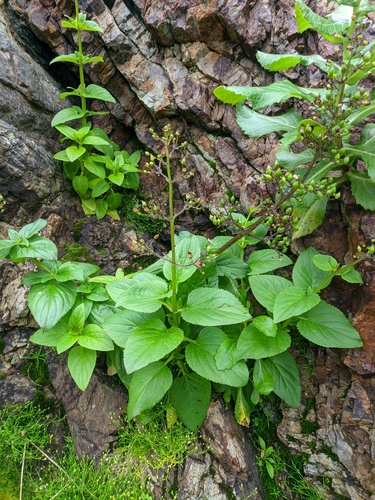 Scrophularia alata iNat (1)