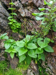 Scrophularia grayana
