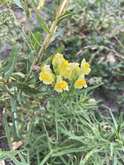 Linaria vulgaris