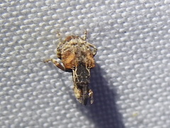 Conotrachelus anaglypticus