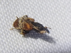 Conotrachelus anaglypticus
