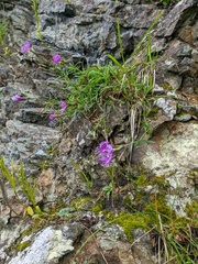 Dianthus superbus