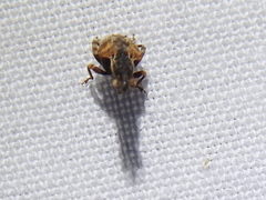 Conotrachelus anaglypticus