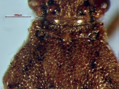 Stictopleurus punctiventris