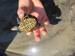 Malaclemys terrapin