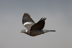 Columba palumbus