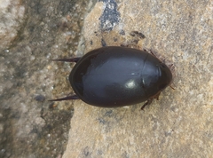 Megadytes