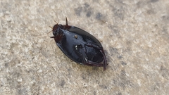 Megadytes