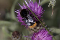 Bombus