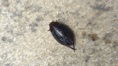 Megadytes