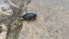 Megadytes