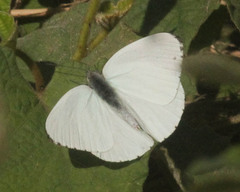 Dixeia charina