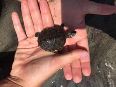 Malaclemys terrapin