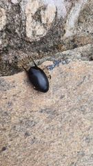 Megadytes