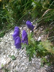 Aconitum fukutomei