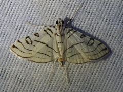 Conchylodes concinnalis
