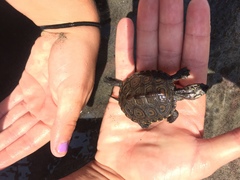 Malaclemys terrapin