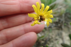 Crassothonna cacalioides