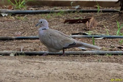 Streptopelia decaocto