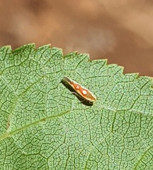 Zygina flammigera