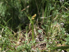 Botrychium ascendens