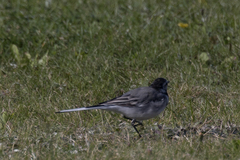 Motacilla alba
