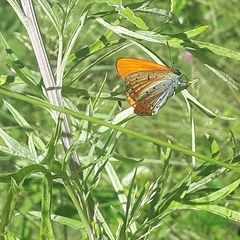 Lycaena