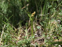 Botrychium ascendens