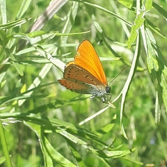 Lycaena