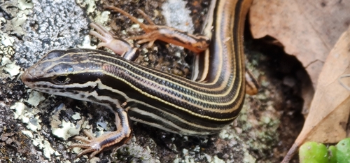 Copper-Tailed Skink, Ctenotus taeniolatus