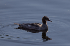 Mergus merganser