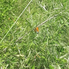 Lycaena