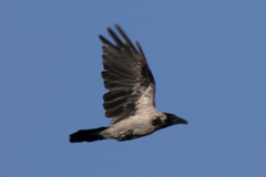 Corvus cornix